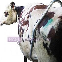 لگد گیر دام لگد گیر دام